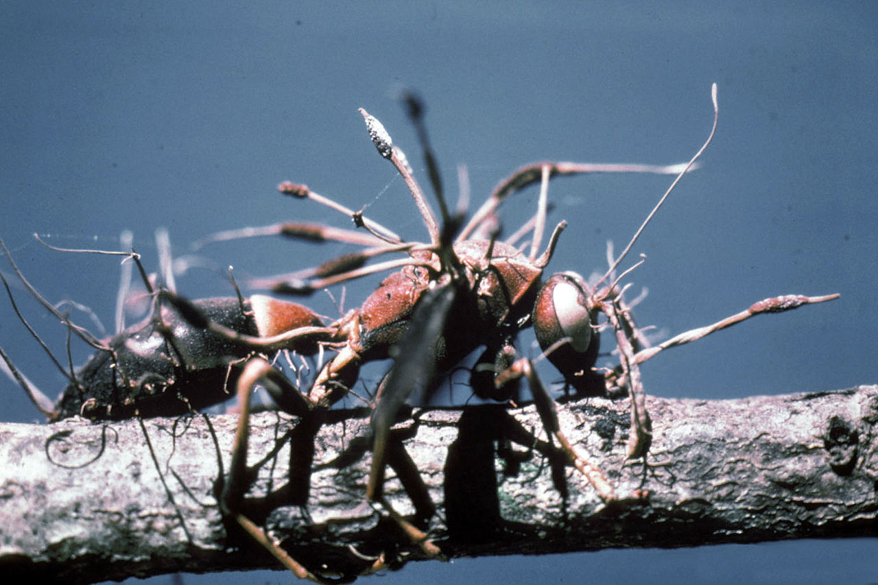 Cordyceps - Parasitic Fungus - wasp
