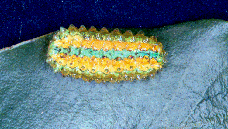 Dalceridae - Slug Caterpillar - colourful