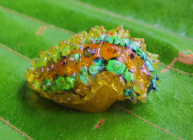 Dalceridae - Slug Caterpillar - curling up