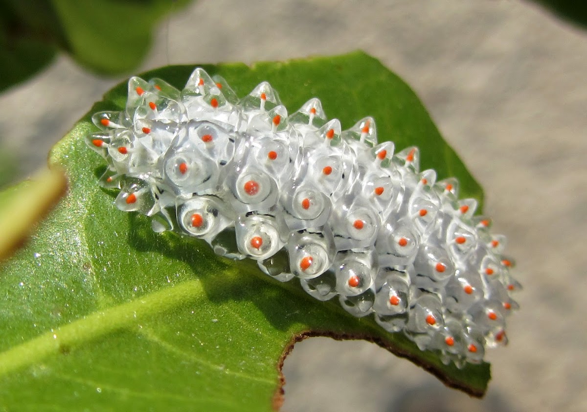 Dalceridae - Slug Caterpillar - gummi bear 2