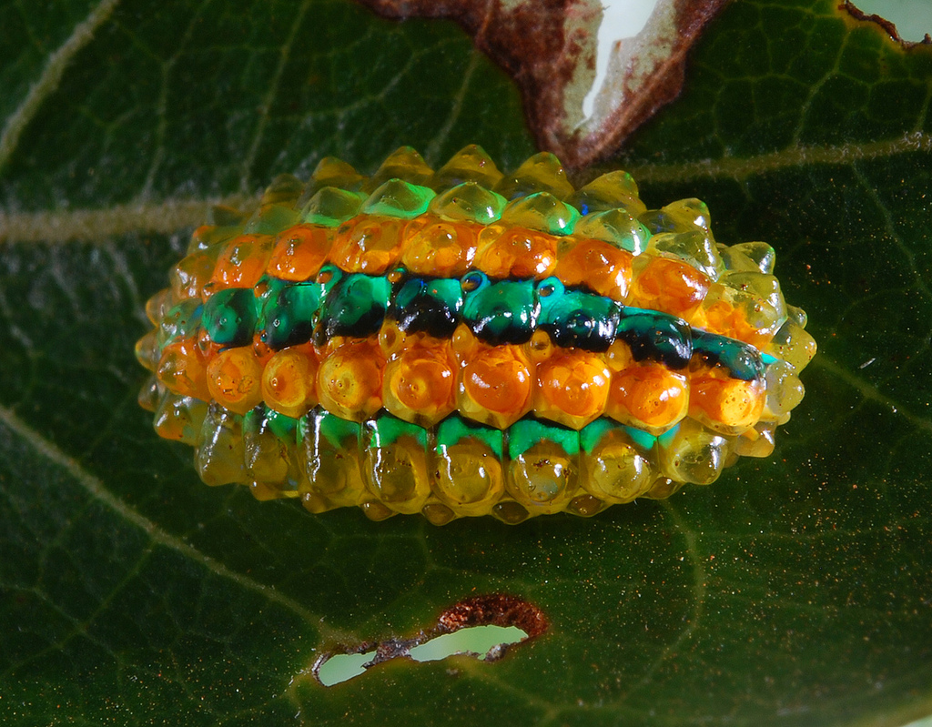 Dalceridae - Slug Caterpillar - gummi bear
