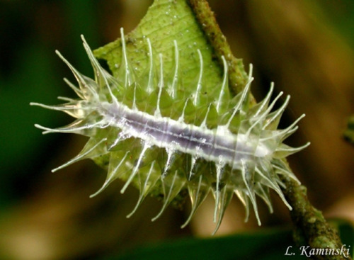 Dalceridae - Slug Caterpillar - spines