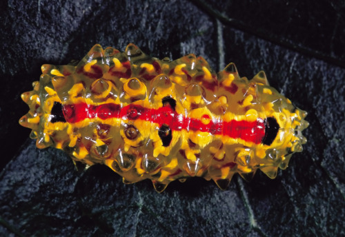Dalceridae - Slug Caterpillar - yellow and red