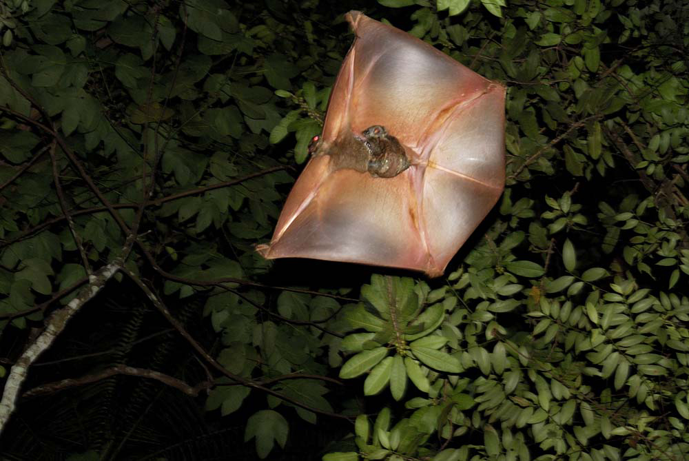 Flying Lemur Gliding With Baby On Board