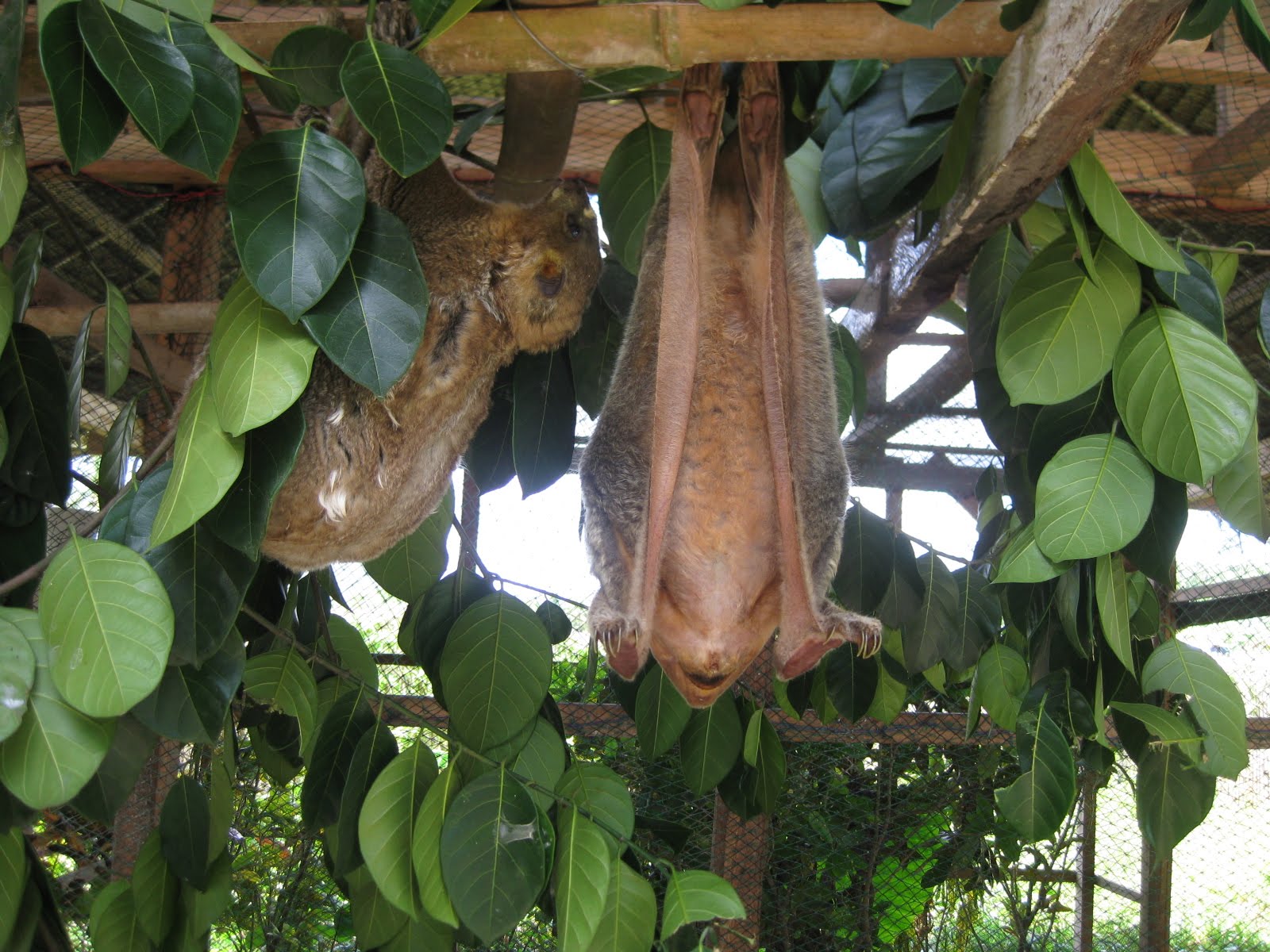 Flying Lemurs - hanging upside down