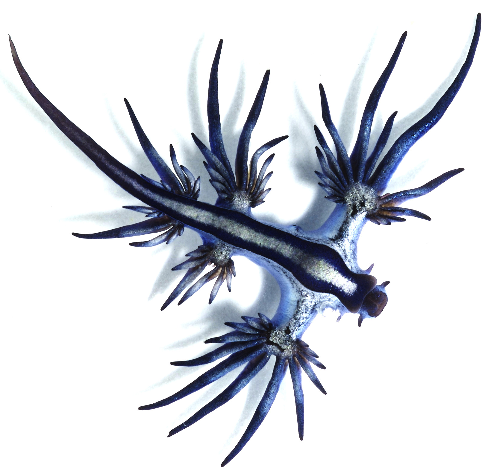 Glaucus atlanticus - blue dragon