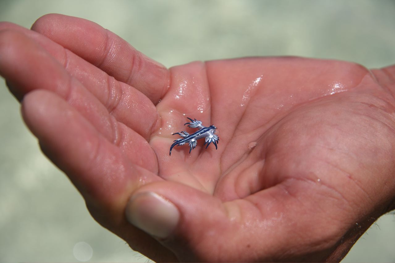 Glaucus atlanticus - blue sea slug 2