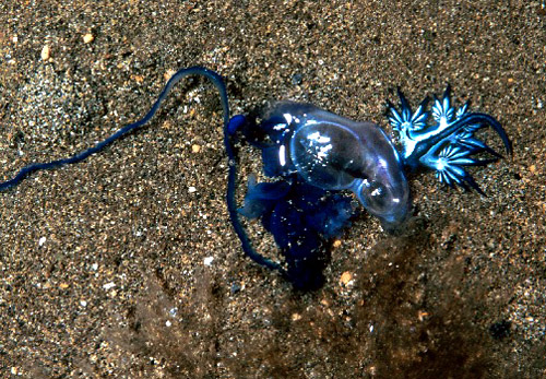 Glaucus atlanticus - blue sea slug lunch