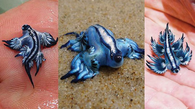 Glaucus atlanticus - blue sea slug nematocysts