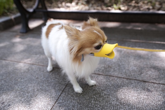 Quack Muzzle - Japan
