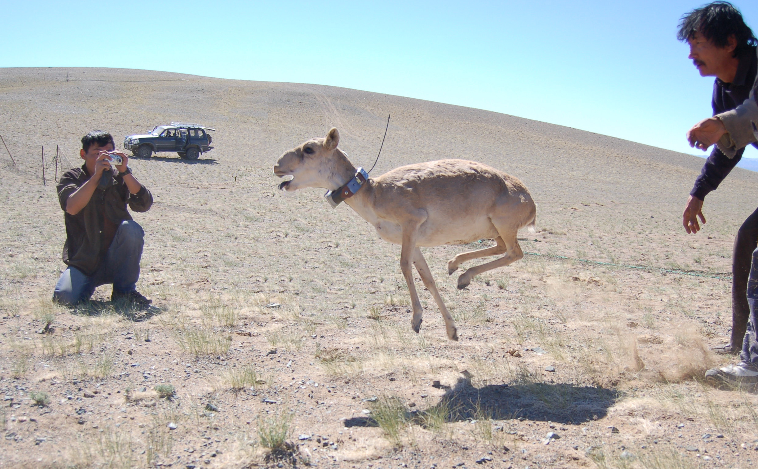 Saiga Antelope - Kazakhstan