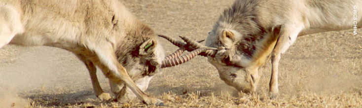 Saiga Antelope - fighting
