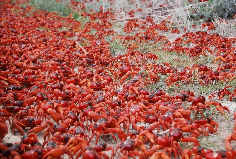 Swarm of red crabs