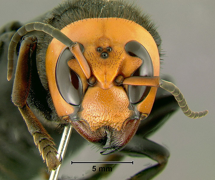 Asian Giant Hornet (Vespa mandarinia)