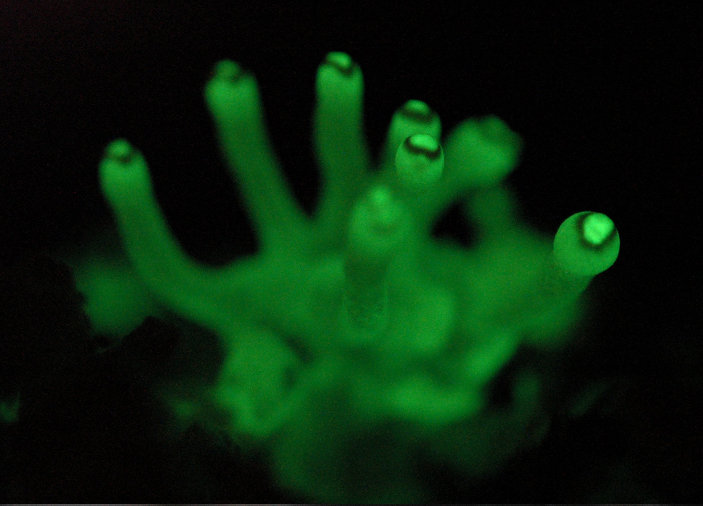 Foxfire Fungus - Glowing primordia of Panellus stictipus