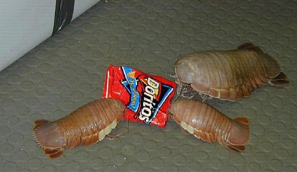 Giant-Isopod-Bathynomus-giganteus-with-D