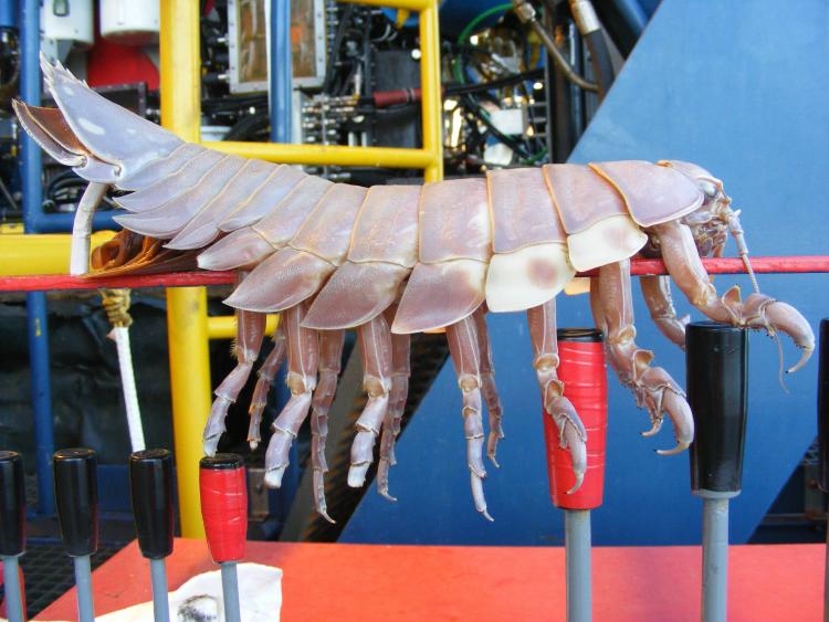 Giant Isopods: The Woodlouse Of The Sea • Lazer Horse