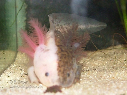 Gynandromorph - Axolotl