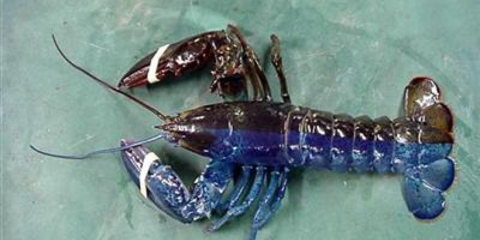 Gynandromorph - Lobster 2