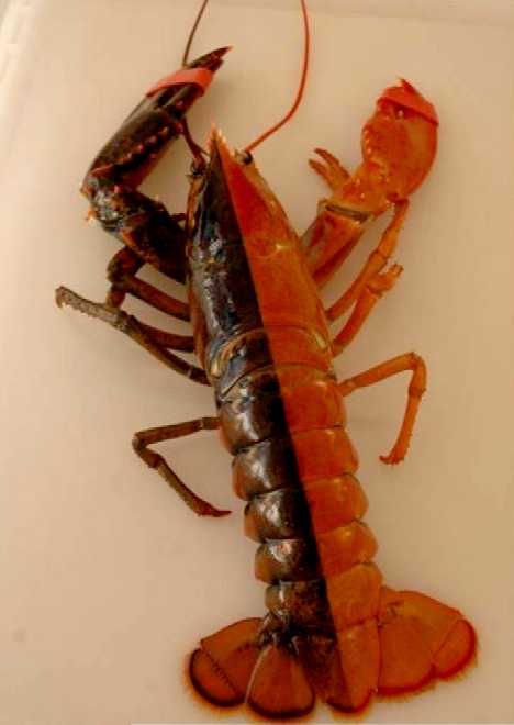 Gynandromorph - Lobster