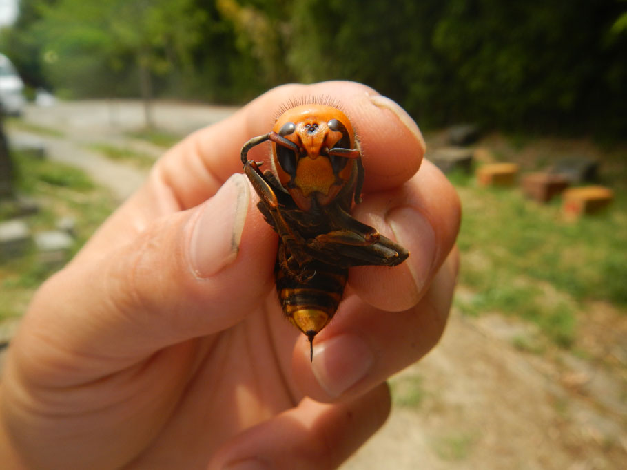 Japanese Giant Hornet - in fingers