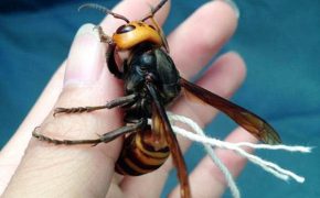 Japanese Giant Hornets Take No Prisoners