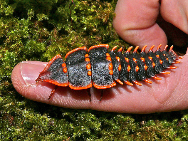 Trilobite-Beetle-Duliticola-paradoxa.jpg