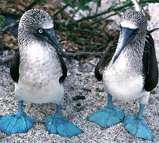 Blue Animals Gangs - Blue Footed Booby 2