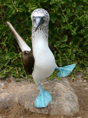 Blue Animals Gangs - Blue Footed Booby