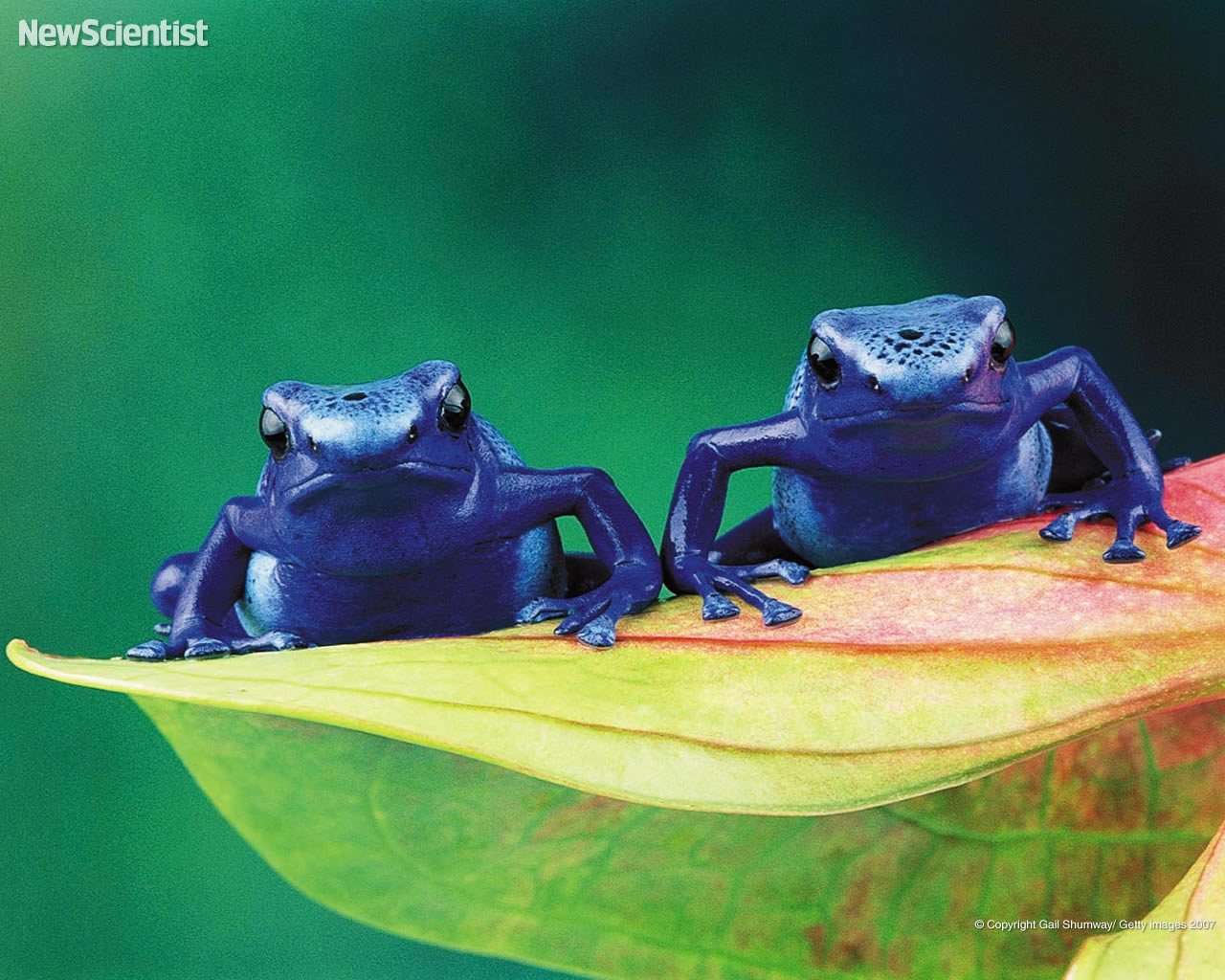 Blue Animals Gangs - Blue Poison Dart Frog 2