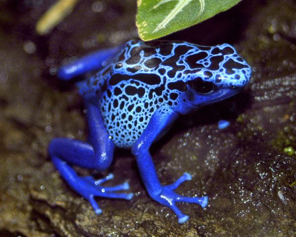 Blue Animals Gangs - Blue Poison Dart Frog