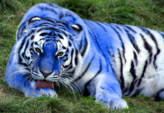 Blue Animals Gangs - Blue Tiger 2