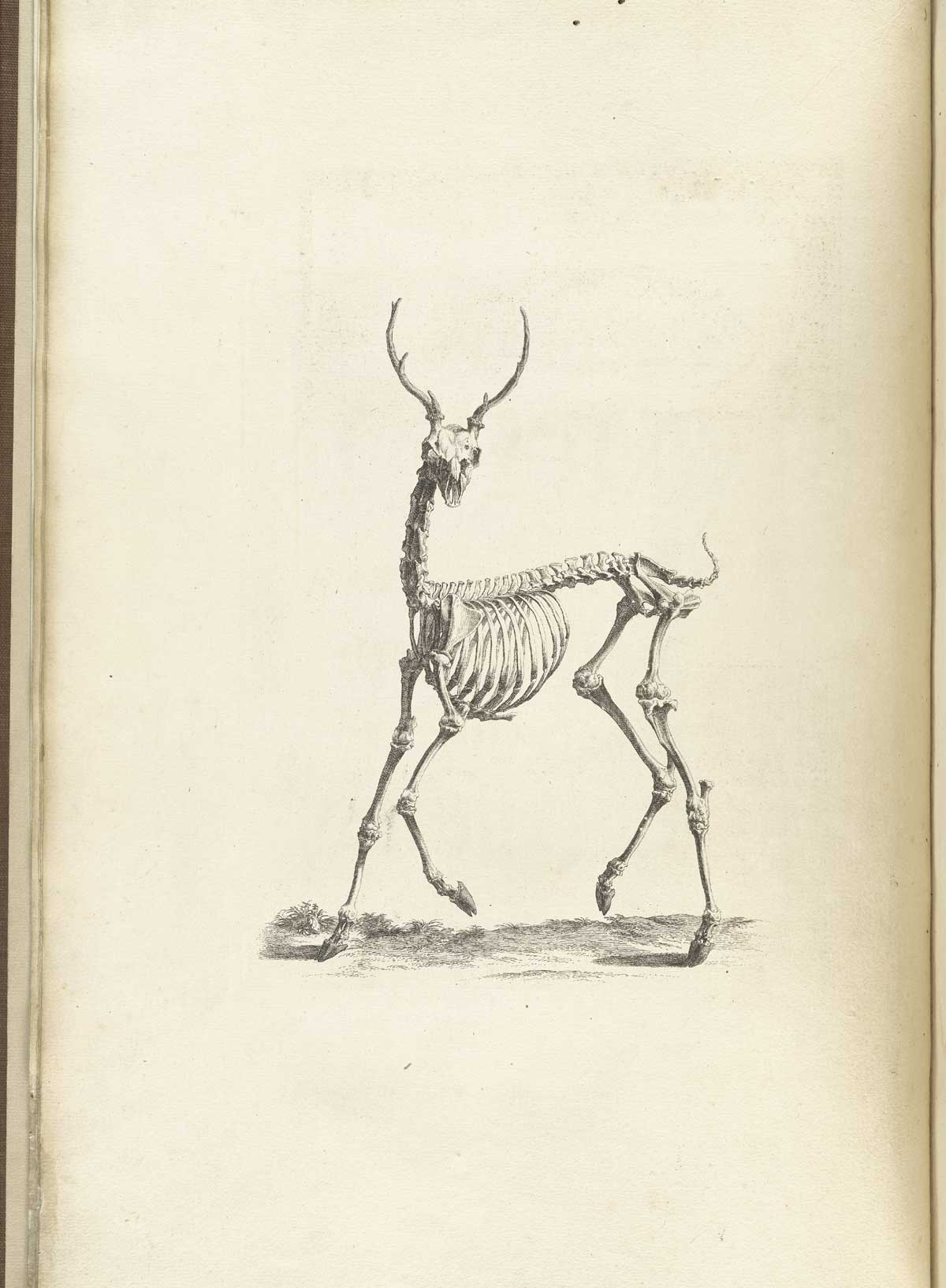 Cheselden - Osteographia - deer