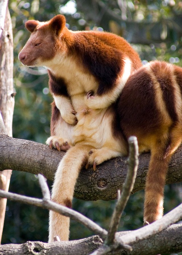 Goodfellow's tree-kangaroo - chilling out