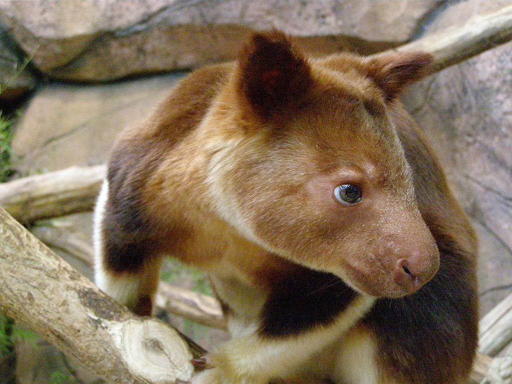 Goodfellow's tree-kangaroo - close up face