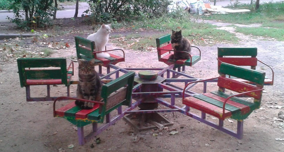 Fun With Russian Cats