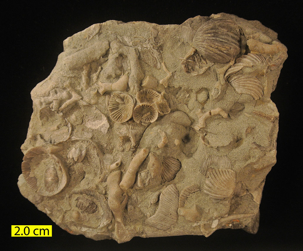 Ordovician - Waynesville, Ohio - Fossils