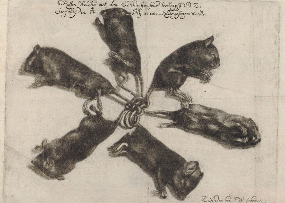 Rat King Fact Or Fiction - Friedrich Wilhelm Schmuck drawing of a rat king