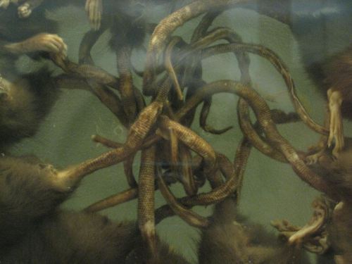 Rat King found in Estonia : r/WTF