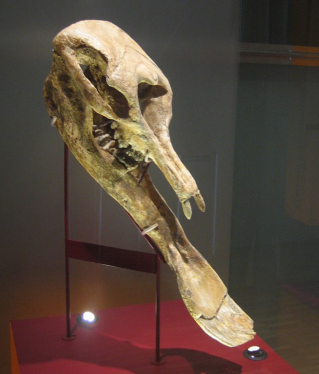 Platybeladon Skull