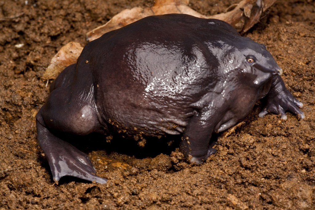 Purple Frog India - Nasikabatrachus sahyadrensis