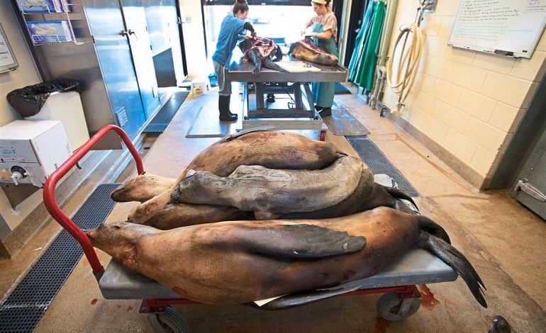 The Blob Meteorolgy - California Dead Seal Lions