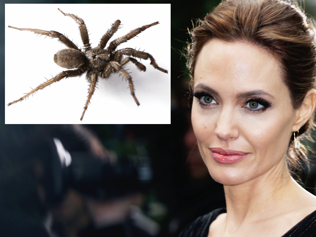 Animal Named After Famous People - Angelina Jolie Aptostichus angelinajolieae