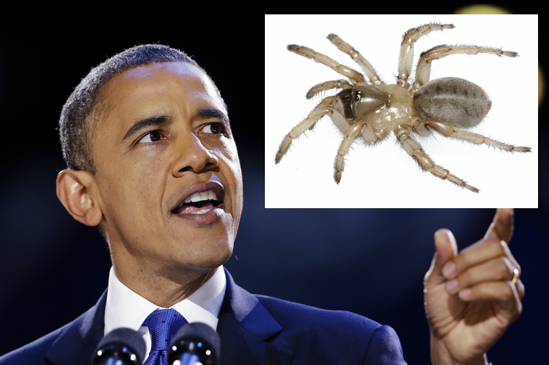 Animal Named After Famous People - Barack Obama Aptostichus barackobamai