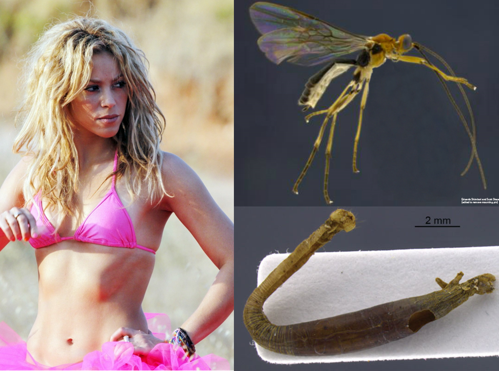 Animal Named After Famous People - Shakira Aleiodes shakirae