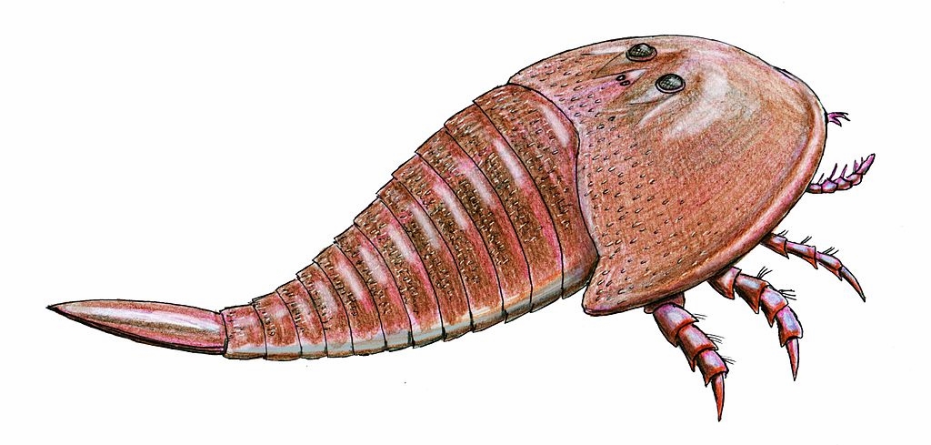 Carboniferous Life - Hibbertopterus