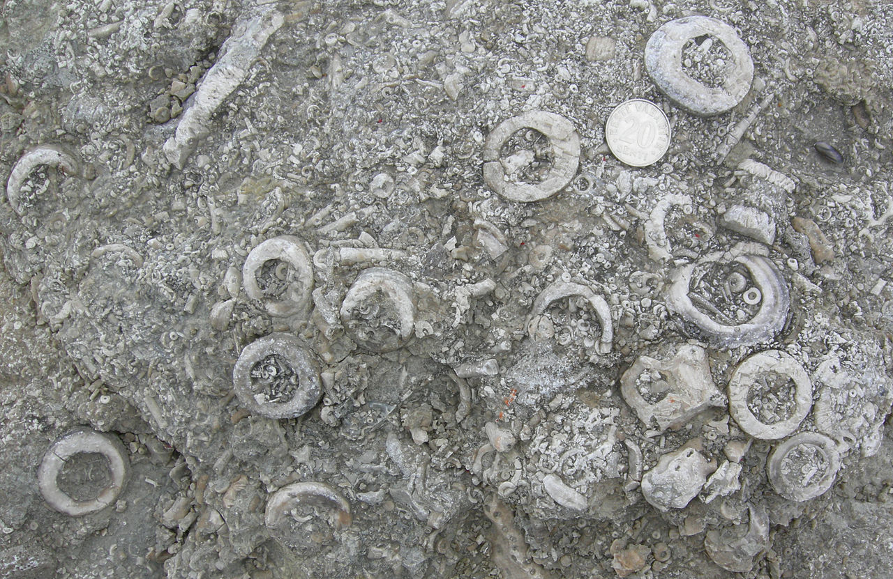 Crinoid fragments in a Silurian Limestone