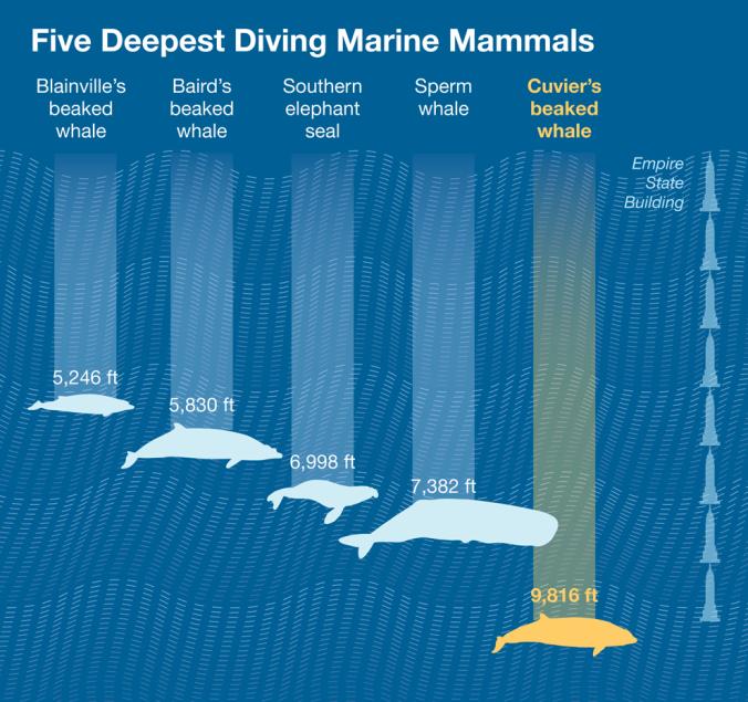 Cuvier Beaked Whale - Deep Diving Mammals Chart