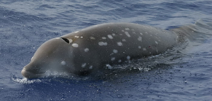 Cuvier's beaked whale - Female