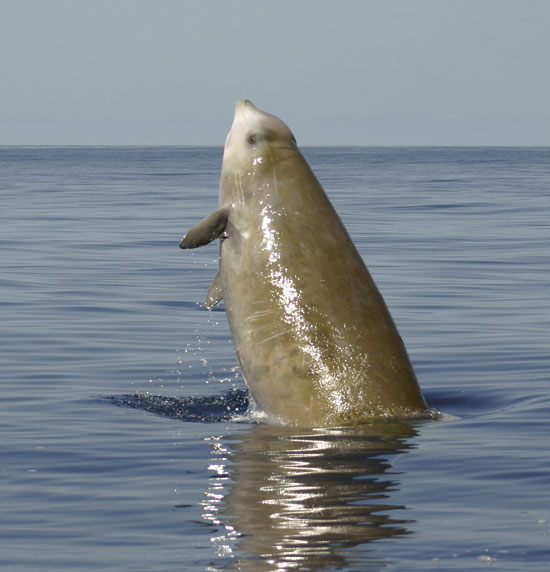 Cuvier's beaked whale - Leaping